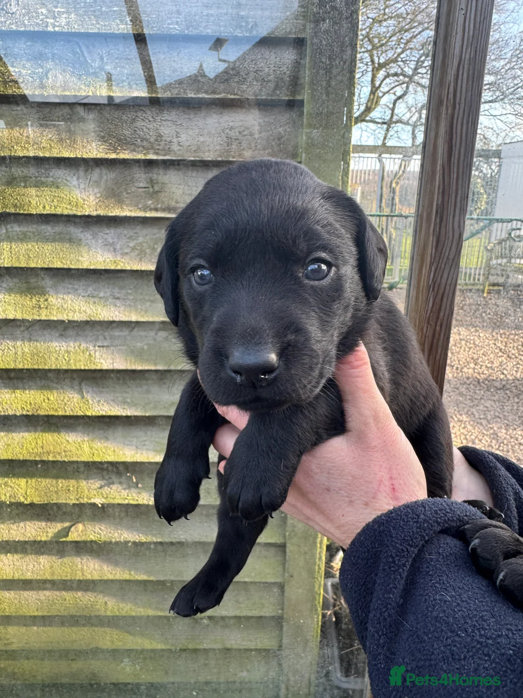 Labrador Retriever dogs for sale: Available Immediately! - Advert 4