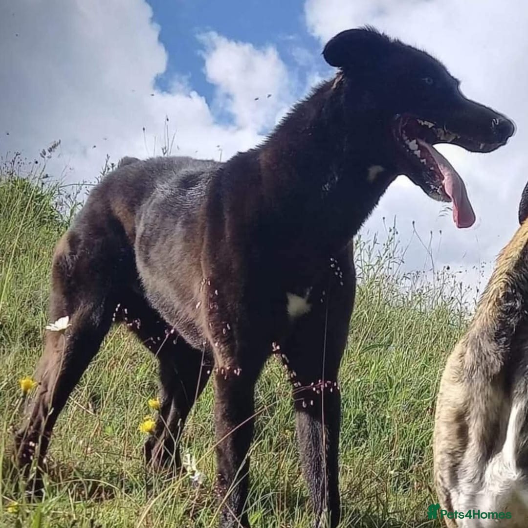 Lurcher dogs for stud: Lurcher for stud  - Advert 10