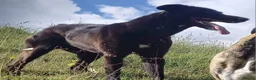 Lurcher dogs for stud: Lurcher for stud  - Advert 10