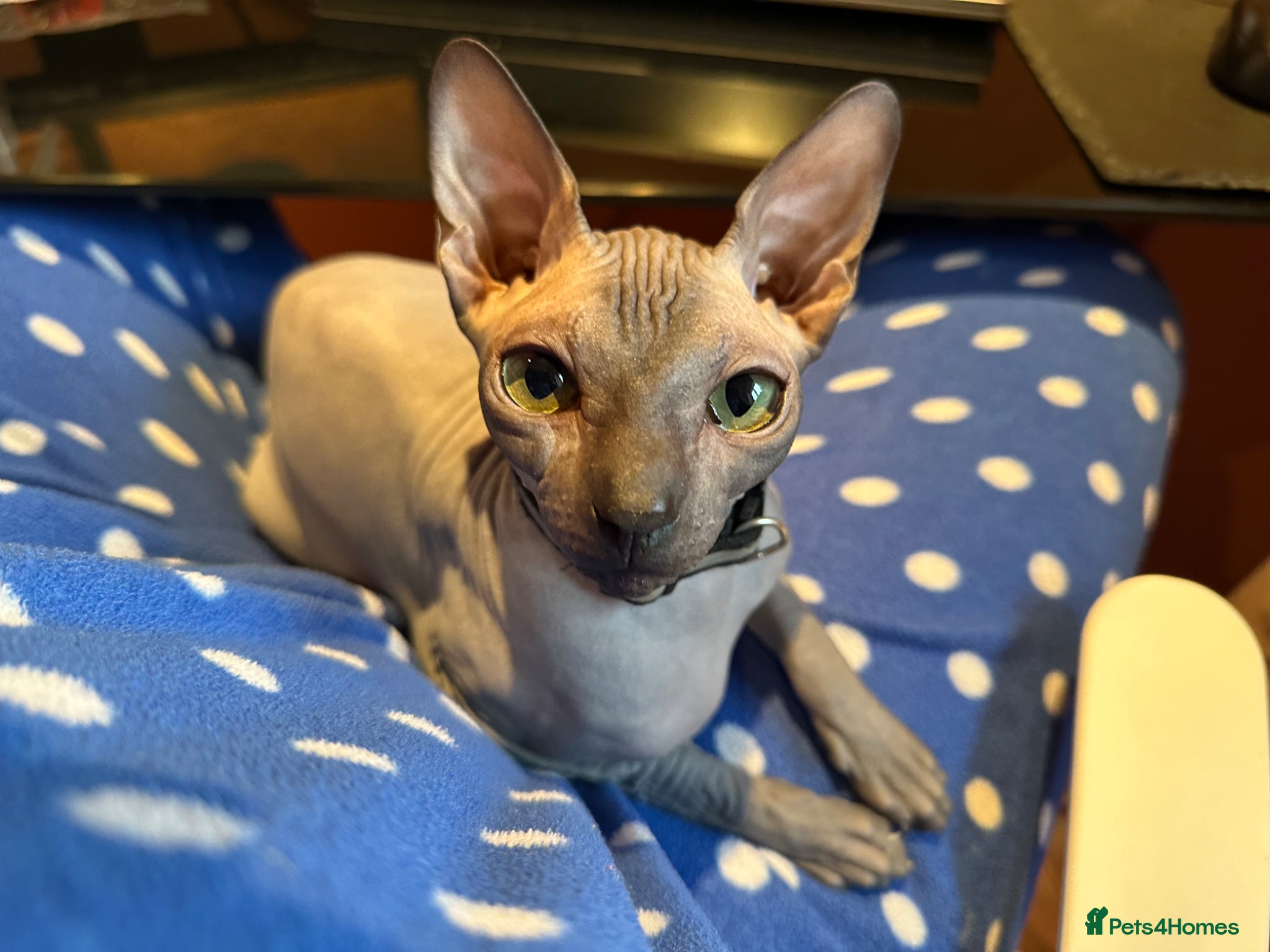 Sphynx cats Female hairless kitten  - Advert 1