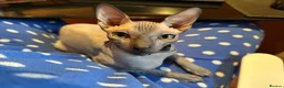 Sphynx cats for sale: Female hairless kitten  in Cambridge - Advert 1