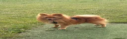 Pomeranian dogs for stud: Meet Goofy ❤️ in Warrington - Advert 1