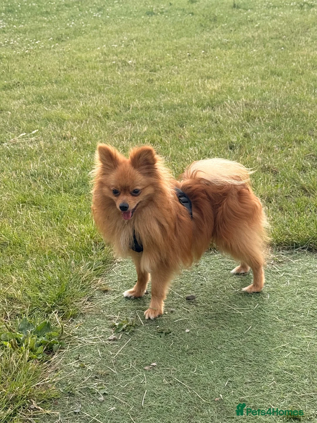 Pomeranian dogs for stud: Meet Goofy ❤️ in Warrington - Advert 1
