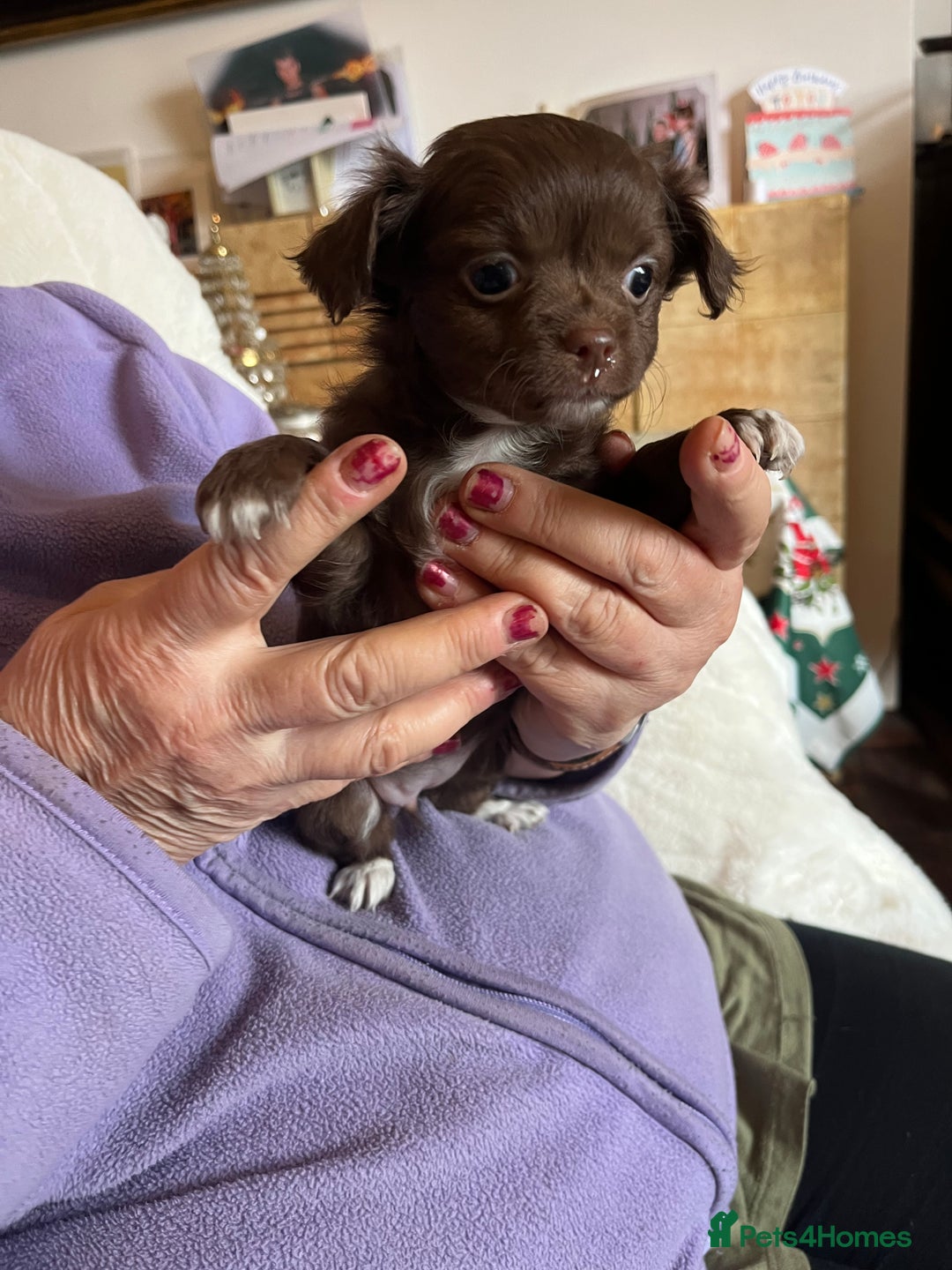 Chihuahua dogs for sale: Rare chocolate chihuahua puppies - Image 38