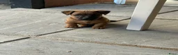 Lakeland Terrier dogs for sale: Lakeland puppies for sale - Advert 10