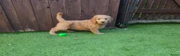 Goldendoodle dogs for sale: 🦮 Adorable F3 Goldendoodle. Parents DNA clear. - Advert 19