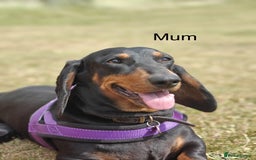 Dachshund dogs for sale: Kc standard Black and Tan dachshunds - Image 5
