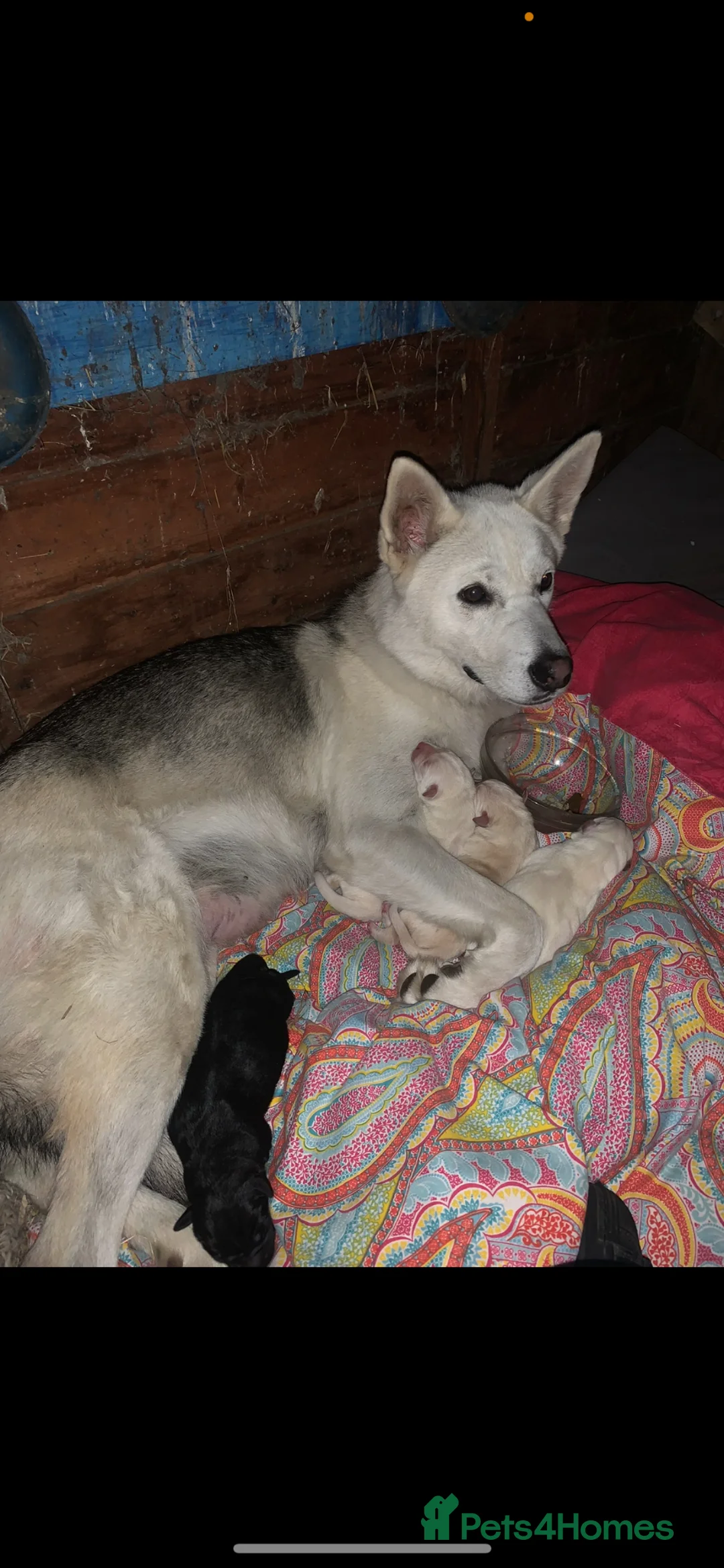 Mixed Breed dogs for sale: Husky cross Labrador for sale - Advert 4