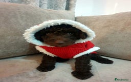 Jackapoo dogs for sale: Chocolate Jackapoo Female F1B - Image 3