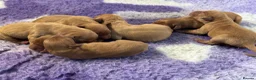 Labrador Retriever dogs for stud: PROVEN & FULLY HEALTH TESTED KC Dark Fox Red Stud  - Advert 39