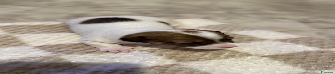 Jack Russell Puppy 3