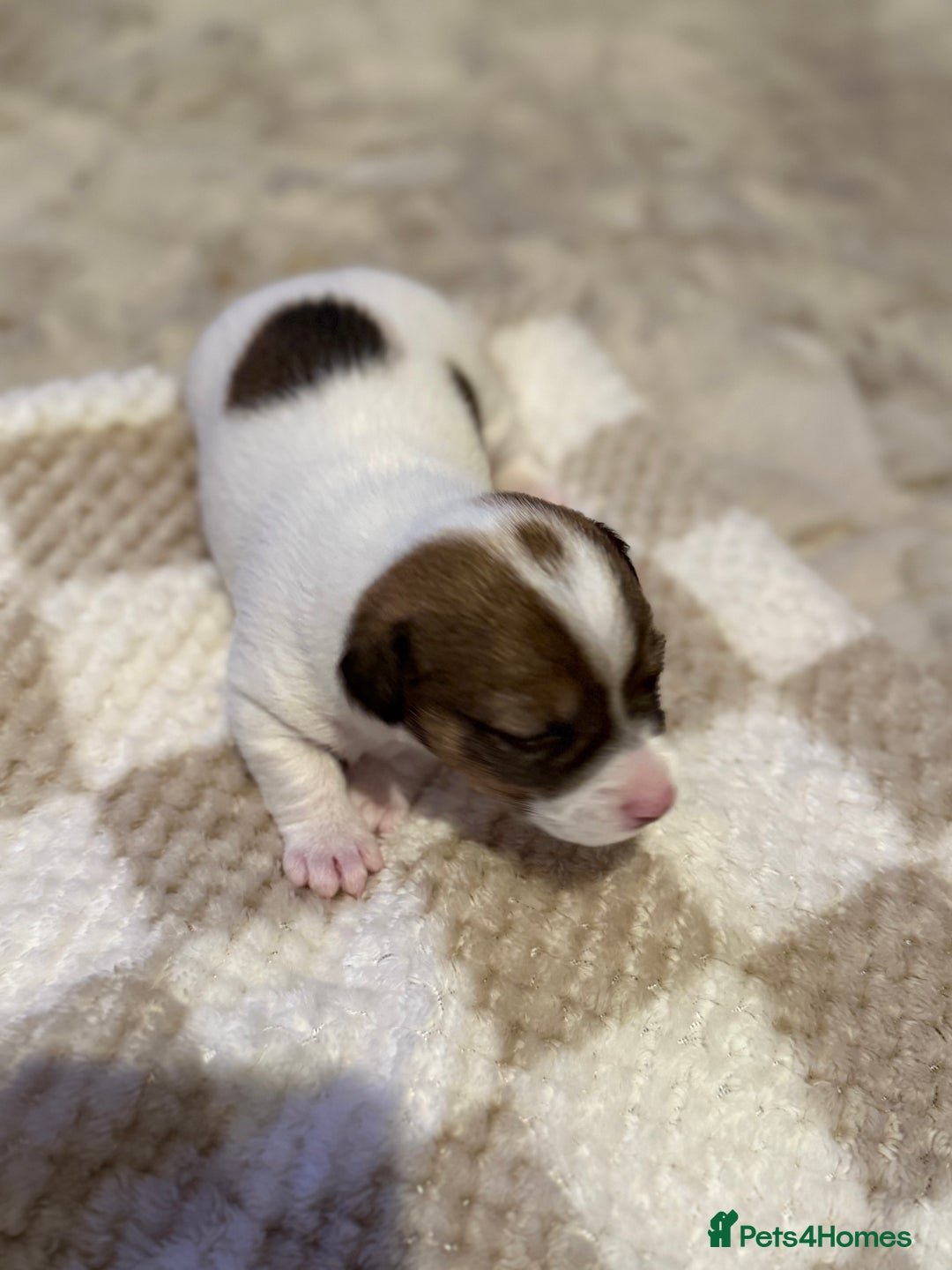 Jack Russell dogs for sale: Tri short legged jack Russell puppies - Image 5