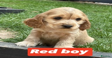 Cocker Spaniel dogs - Advert 16