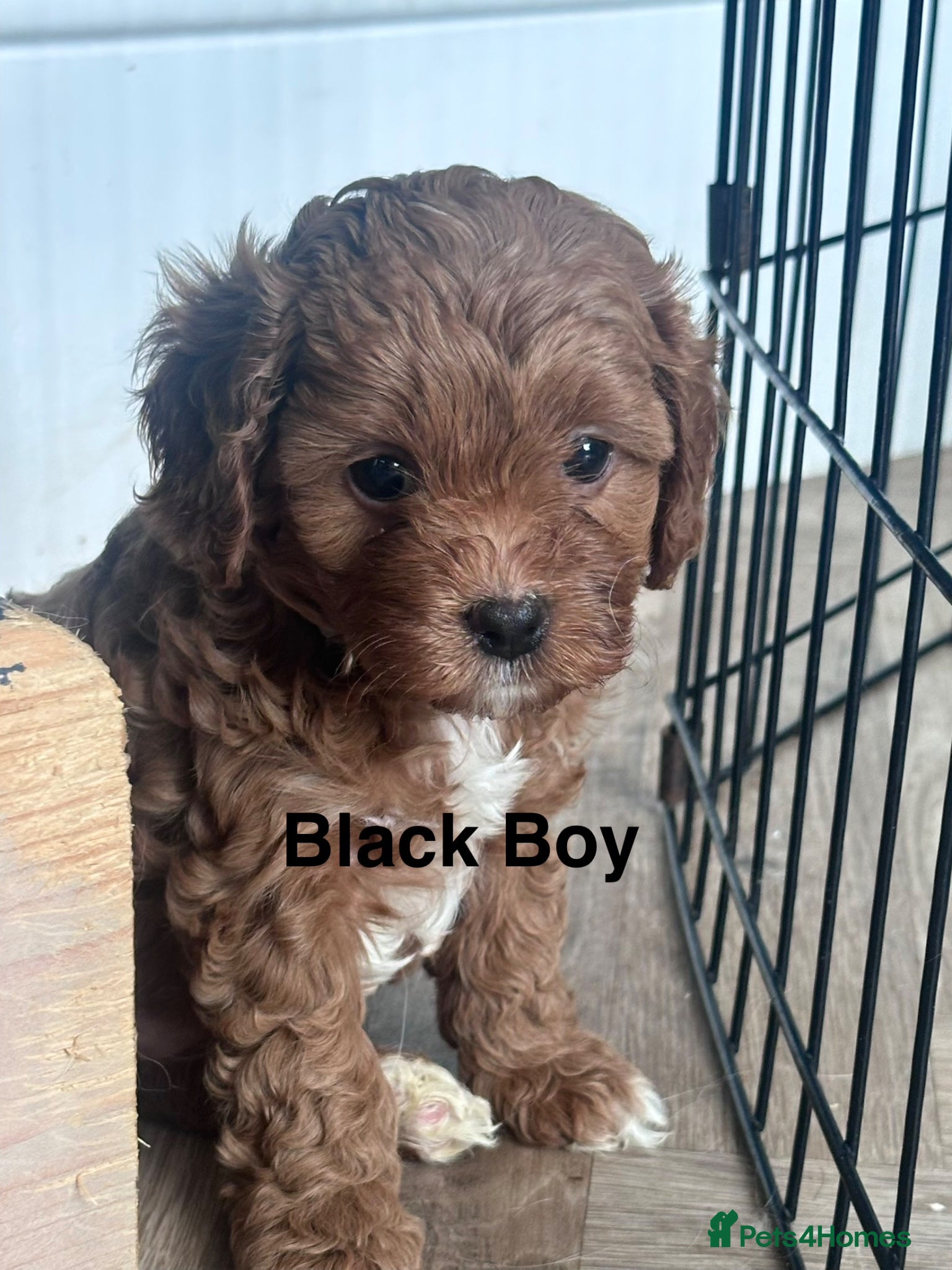 Cavapoo dogs F1 Cavapoo Puppies (KC REG PARENTS) ⭐️⭐️⭐️⭐️⭐️ - Advert 1