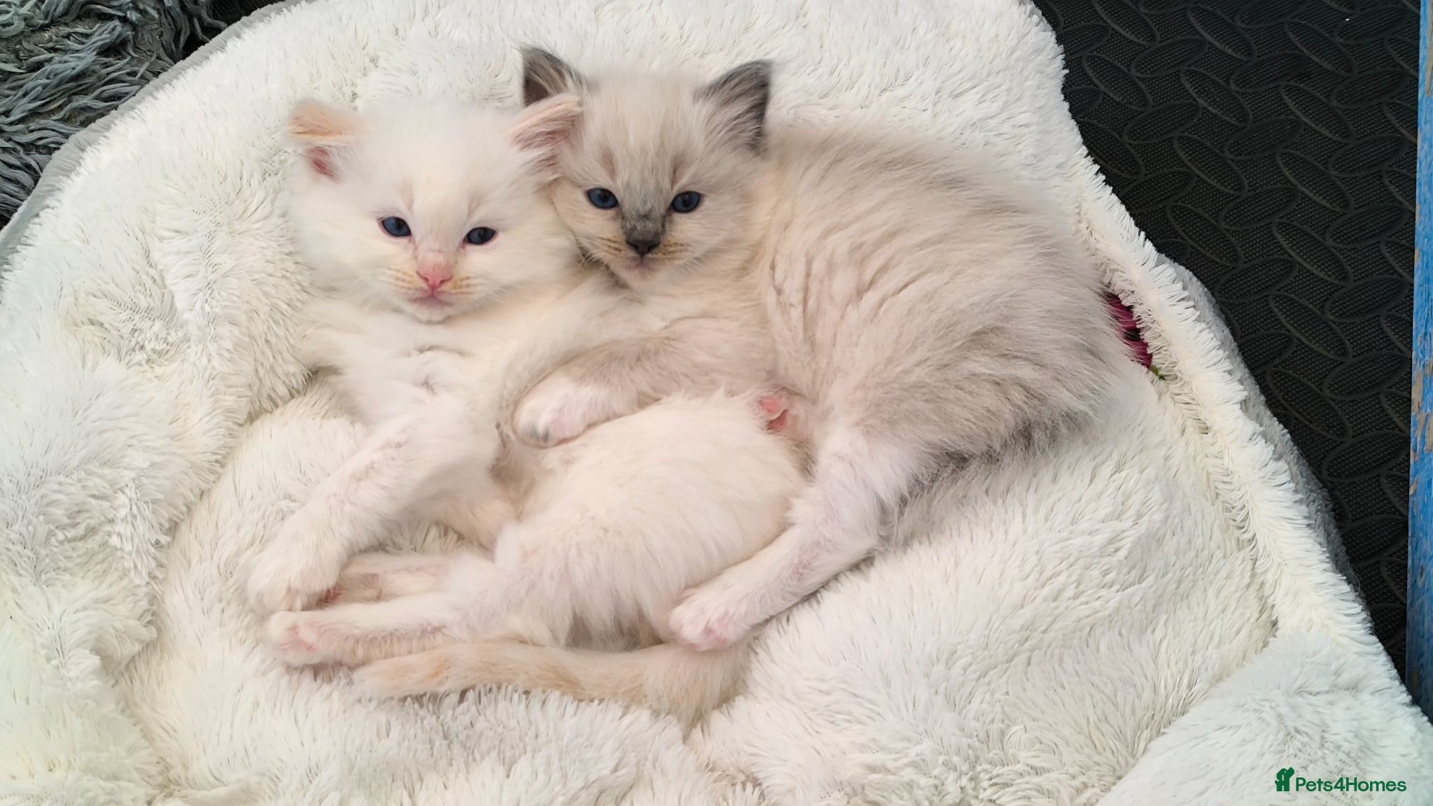 Ragdoll cats for sale: Beautiful ragdolls are looking for a forever home  - Advert 7