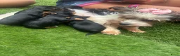 Yorkshire Terrier dogs for sale: Yorkie Buer - Advert 4