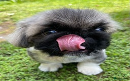 Pekingese dogs for sale: 🩵 KC reg Pekingese Puppy 🩵 - Image 4