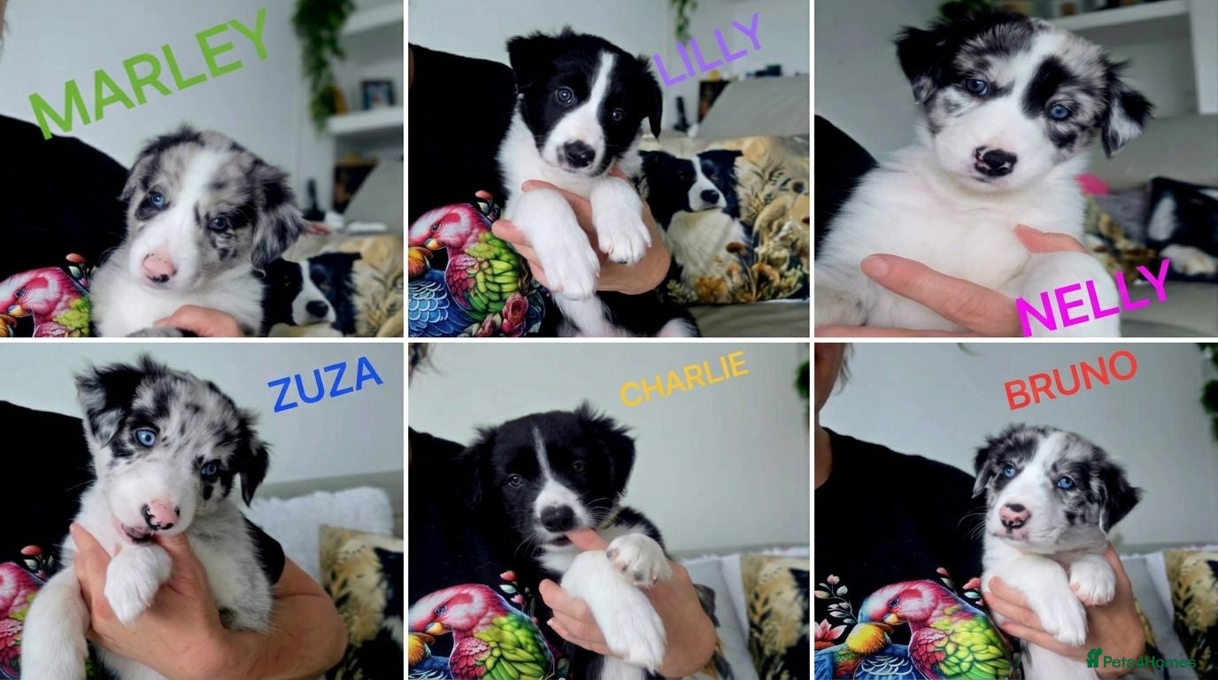 Border Collie dogs Beautiful Border Collie Pups – DNA Tested Parents  - Advert 1