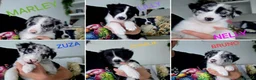 Border Collie dogs for sale: Beautiful Border Collie Pups – DNA Tested Parents  - Advert 1