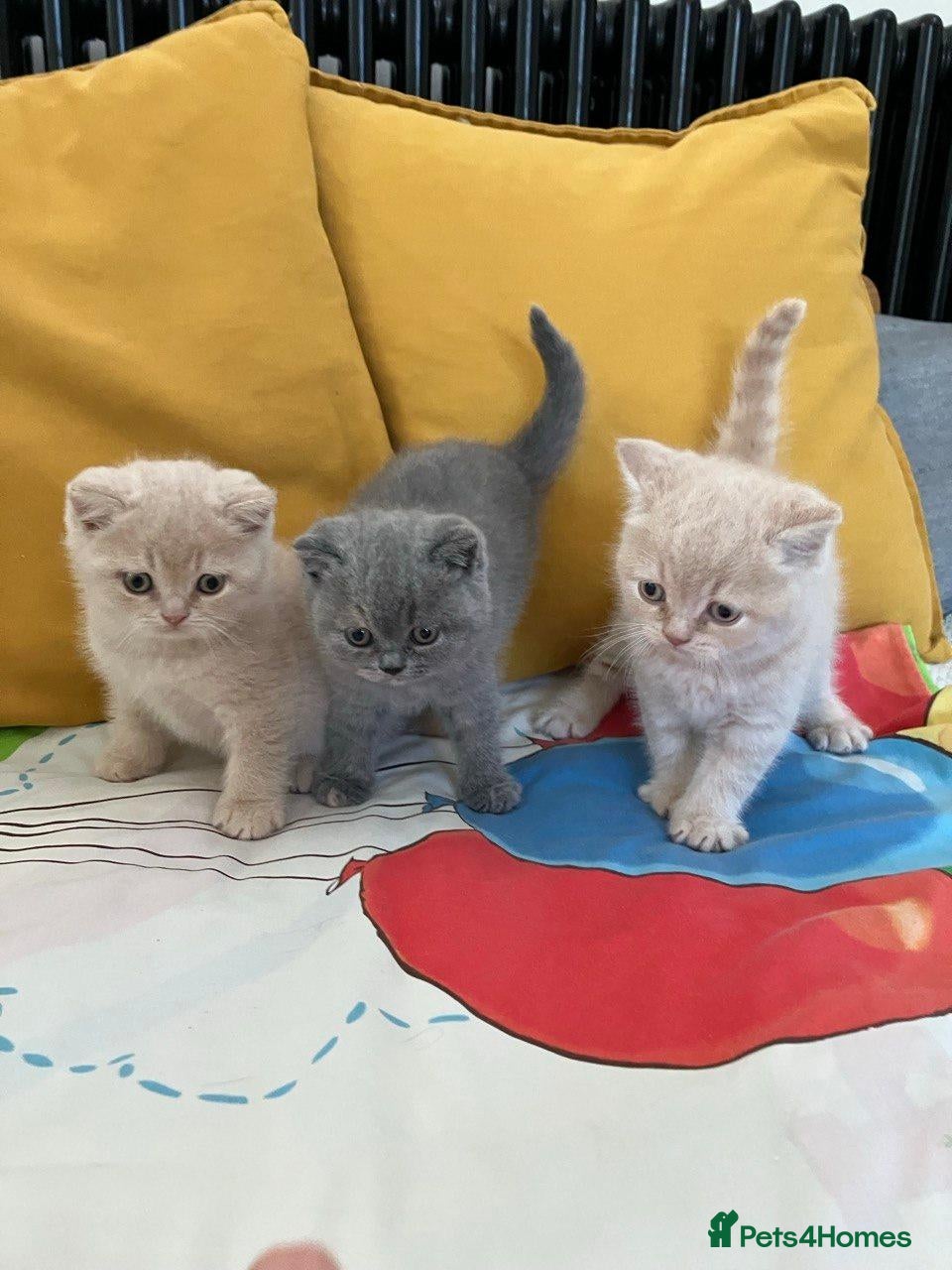 British Shorthair cats for sale: Pure breed registered kittens - Advert 6