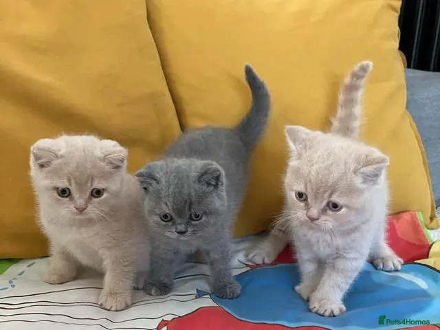 British Shorthair cats for sale: Pure breed registered kittens - Advert 1