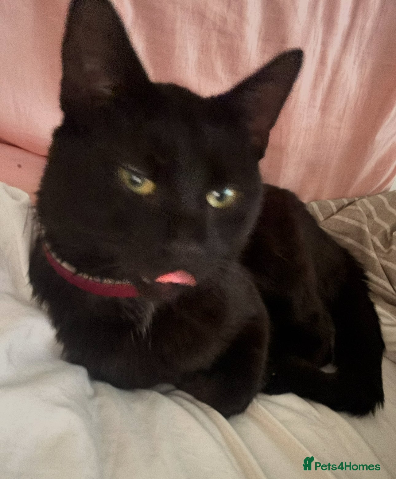 Domestic Shorthair cats Friendly 2 year old cat  - Advert 16