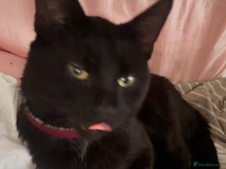 Domestic Shorthair cats Friendly 2 year old cat - Advert 3