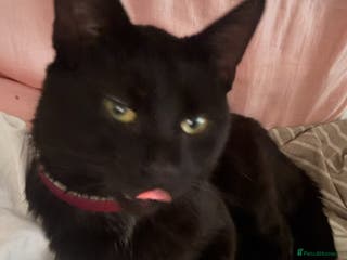 Domestic Shorthair cats Friendly 2 year old cat - Advert 15