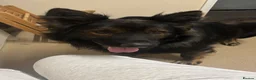 German Shepherd dogs for sale: German shepherd  in London - Advert 4