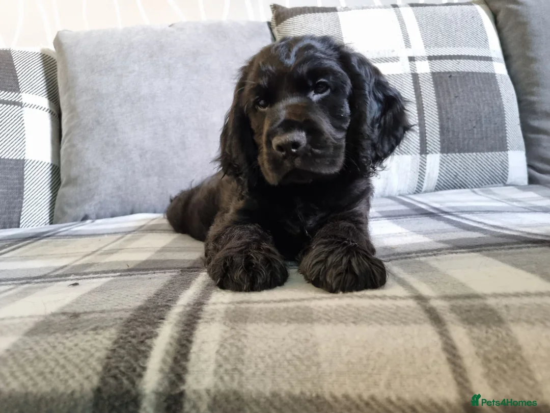 Cocker Spaniel dogs for sale: 🐾 Show Type Cocker Spaniel Boys – 2 Available - Advert 36