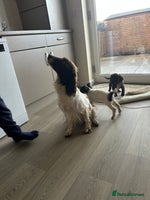 Sprocker dogs - Advert 2