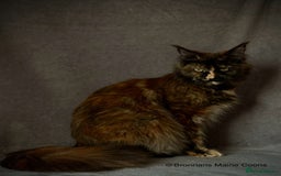 Maine Coon cats for sale: GCCF MAINE COON KITTENS (ACTIVE REG AVAILABLE) - Image 8