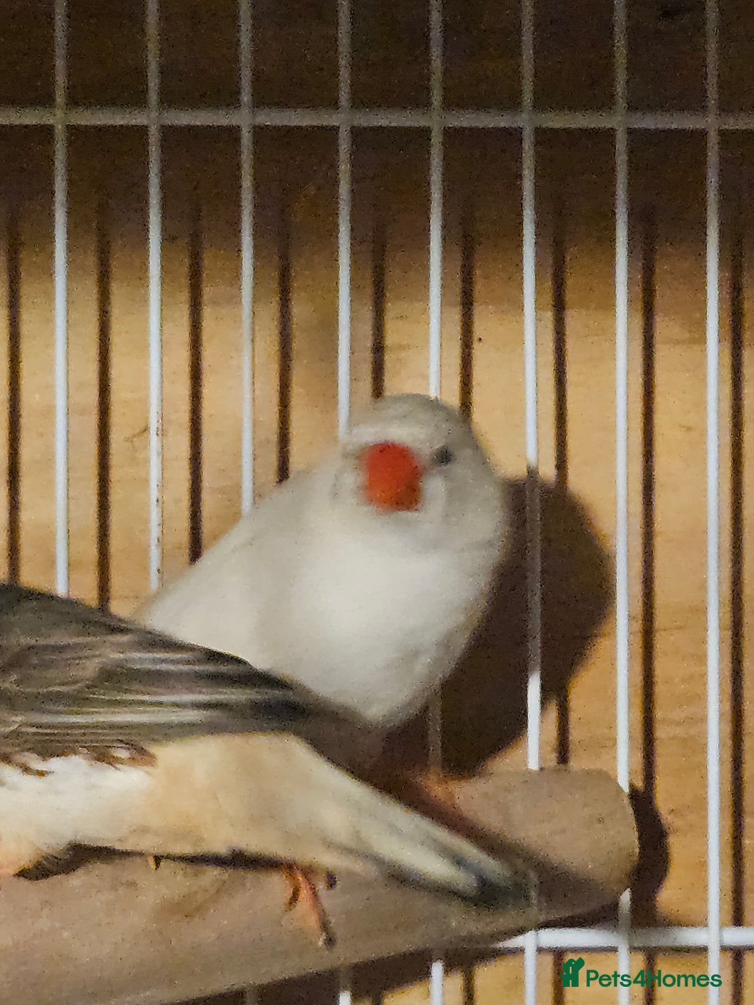 Finches birds for sale: Bengalese finches & Zebra Finches - Advert 6