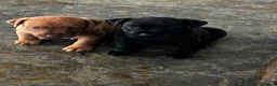 Patterdale Terrier dogs for sale: Patterdale pups in Evesham - Advert 2