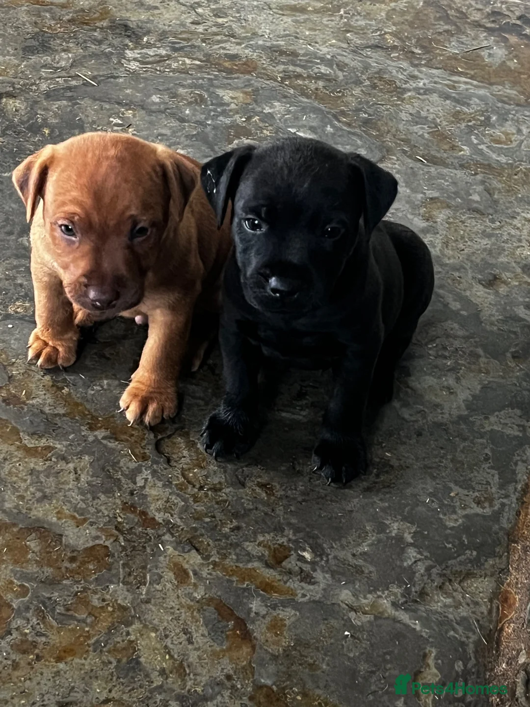 Patterdale Terrier dogs for sale: Patterdale pups in Evesham - Advert 2