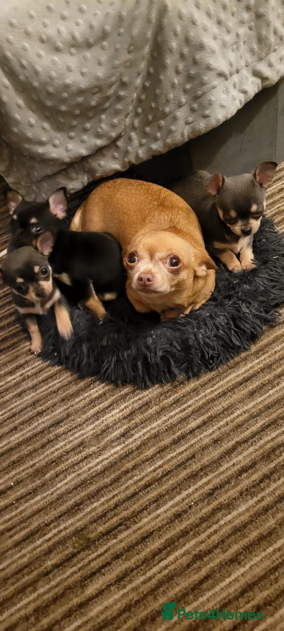 Chihuahua dogs for sale: Mini chihuahua  - Advert 1