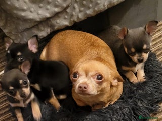 Chihuahua dogs Mini chihuahua - Advert 1