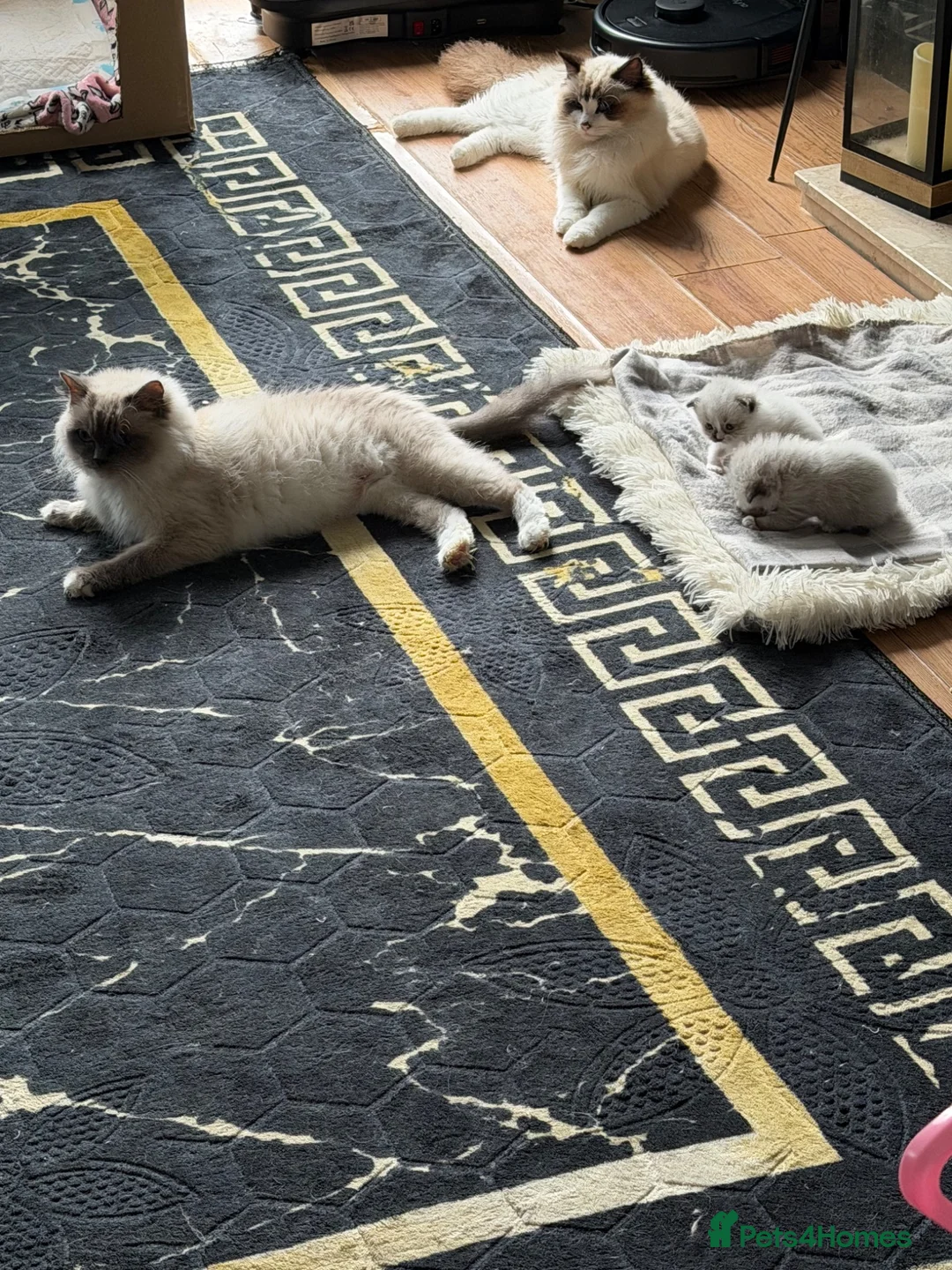 Ragdoll cats for sale:  ✨Ragdoll Kittens Champion bloodline ✨ in Birmingham - Advert 9