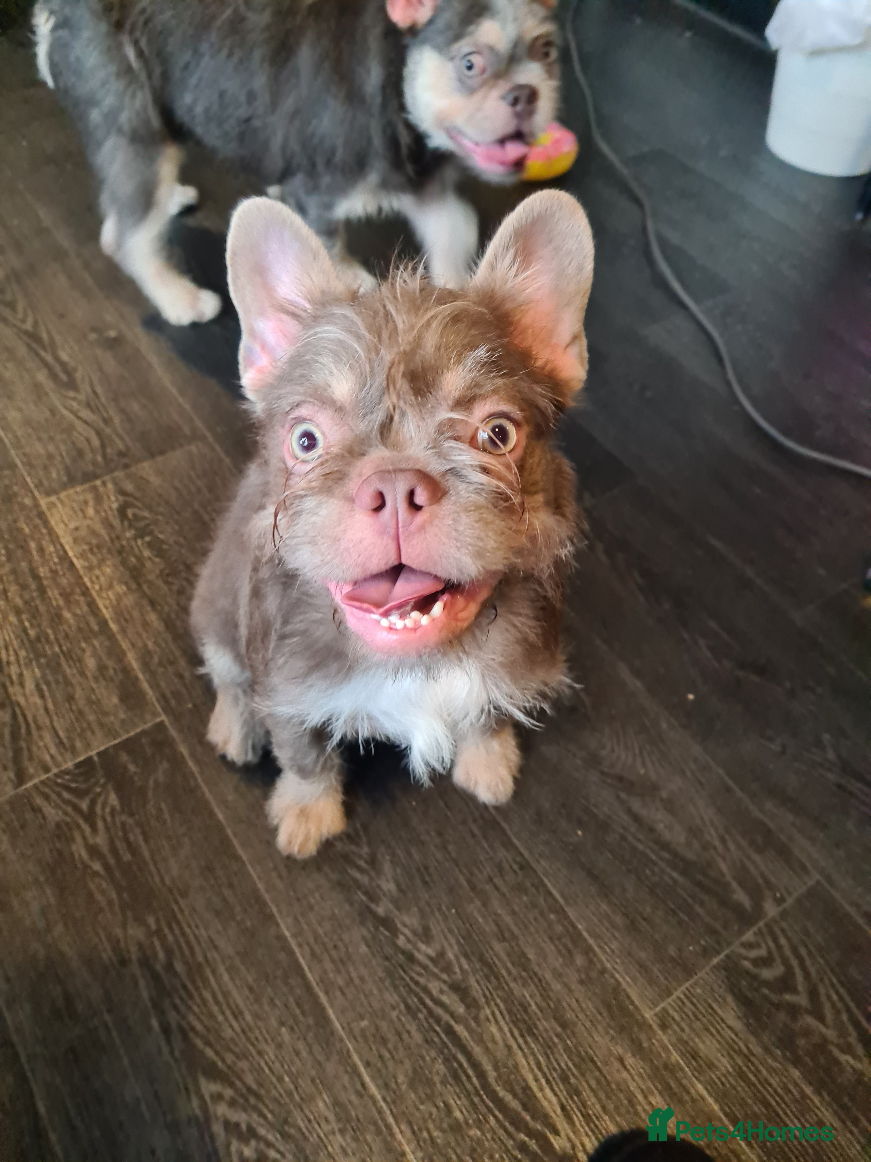 French Bulldog dogs Furnished french bulldog puppies  - Advert 10