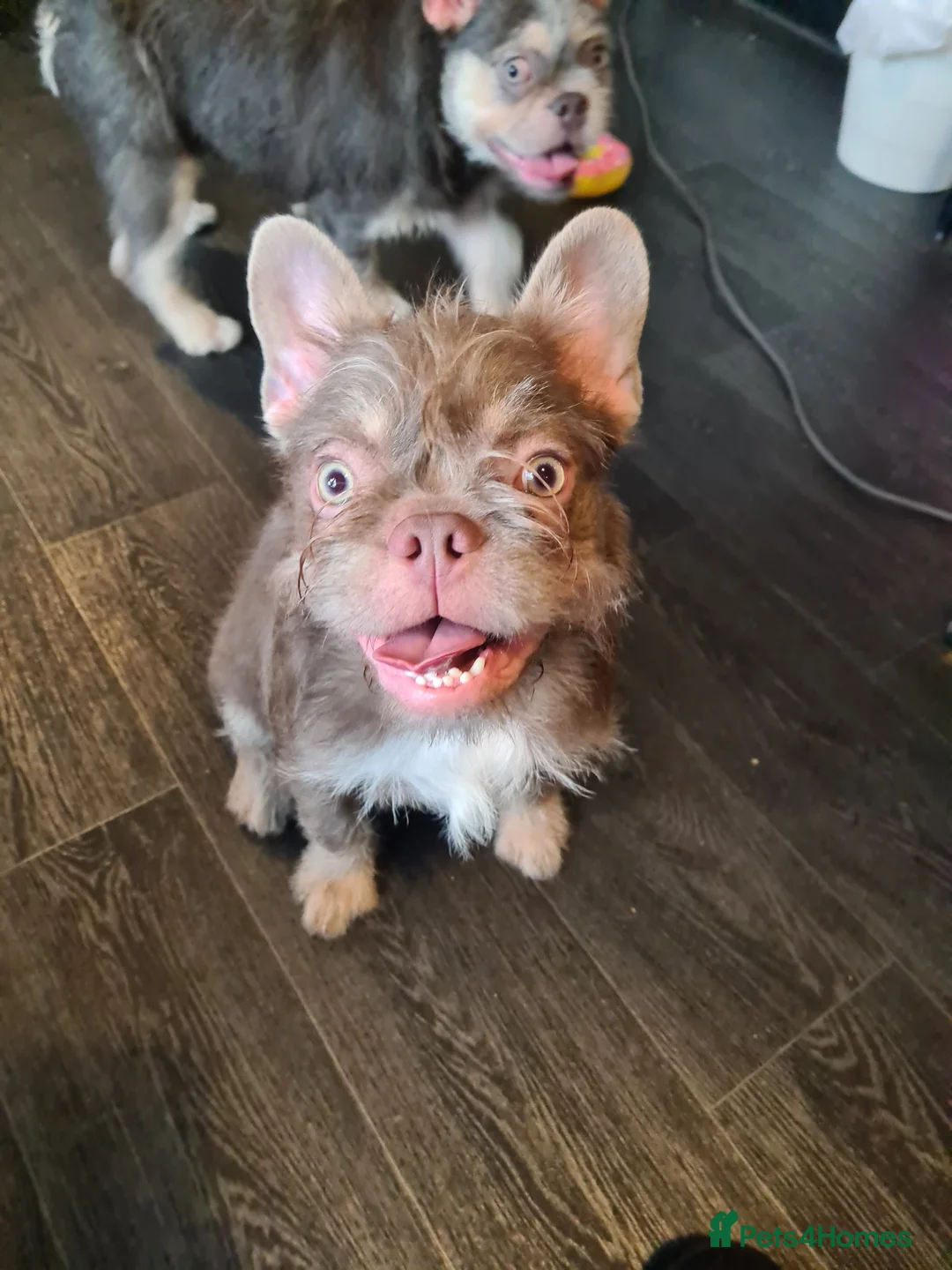 French Bulldog dogs for sale: Furnished french bulldog puppies  - Advert 1