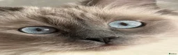 Ragdoll cats for sale: Blue point ragdoll  - Advert 2
