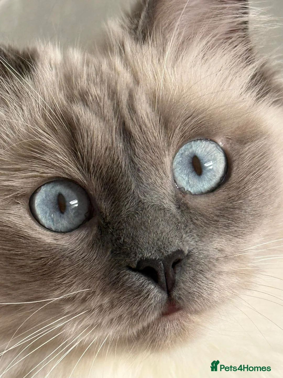 Ragdoll cats for sale: Blue point ragdoll  - Advert 2
