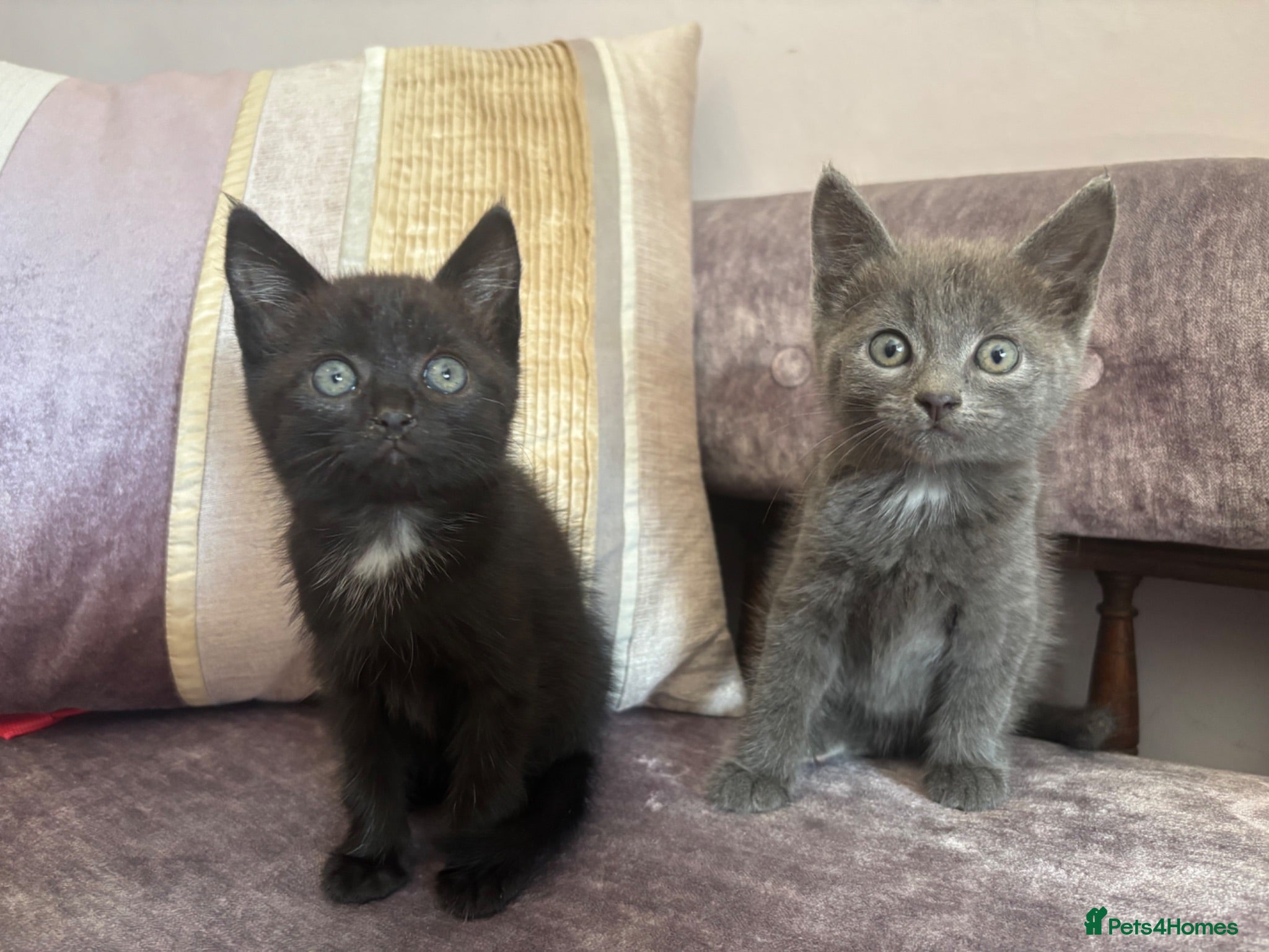 Mixed Breed cats Ready for new homes! 2 gorgeous kittens - Advert 3
