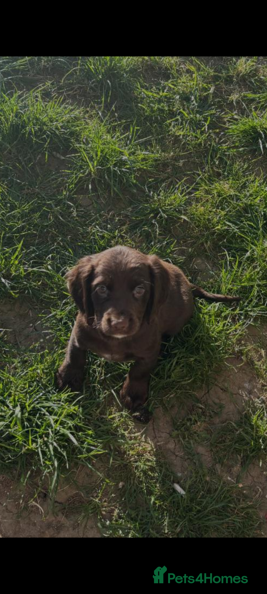 Cocker Spaniel dogs Gorgeous little boy - Advert 1