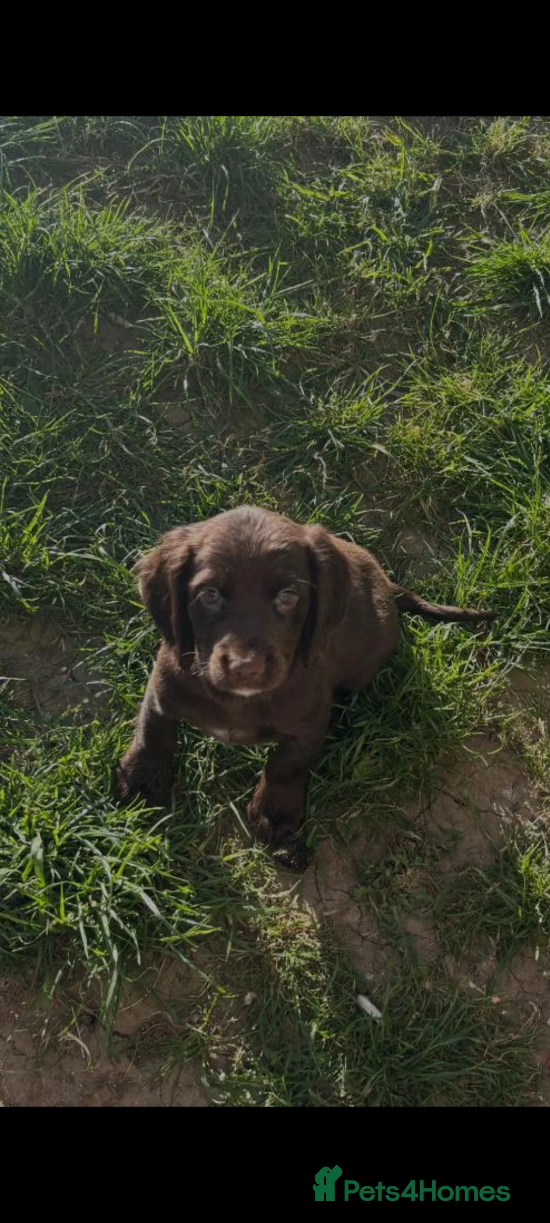 Cocker Spaniel dogs for sale: Gorgeous little boy - Advert 1