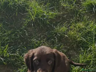 Cocker Spaniel dogs Gorgeous little boy - Advert 1