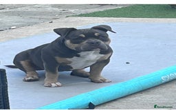 American Bully dogs for sale: American pocket bully  - Image 1