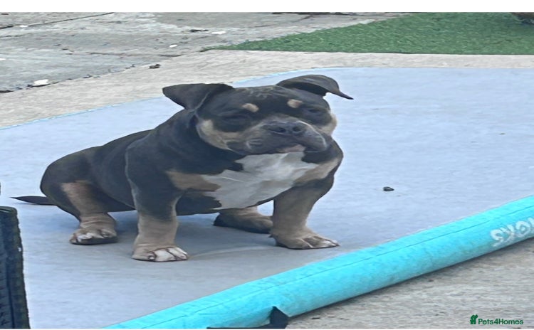 American Bully dogs - Advert 1