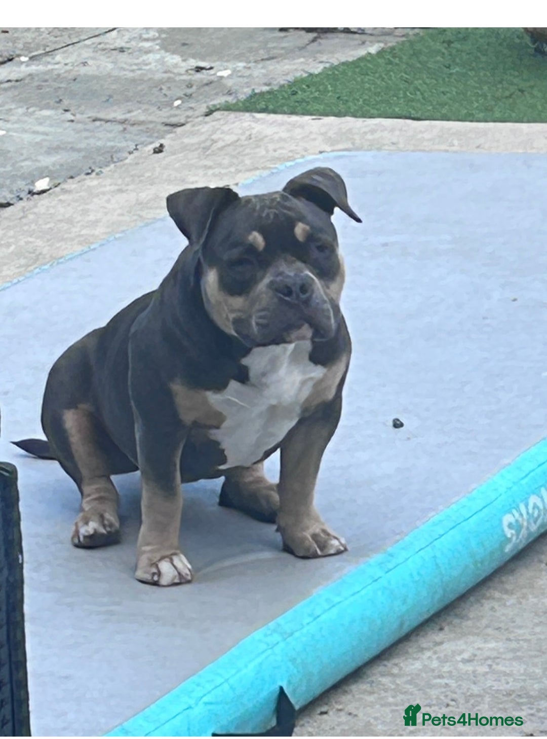 American Bully dogs for sale: American pocket bully  - Image 1