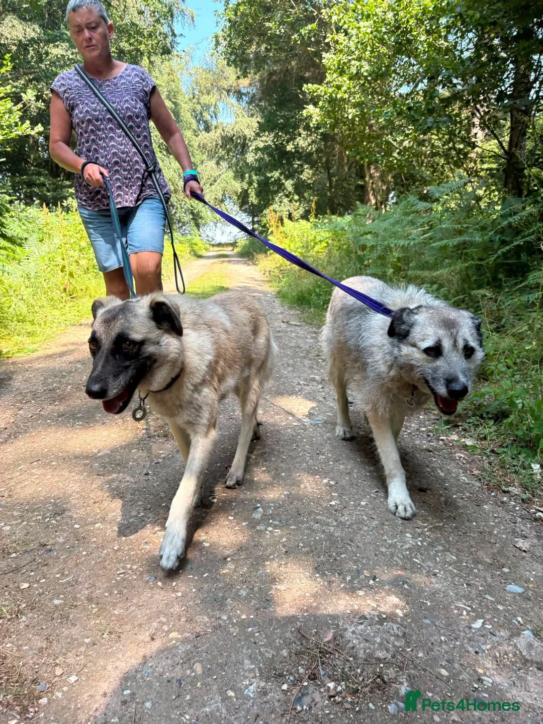 Mixed Breed dogs for adoption: Letty - Norwich Norfolk  - Advert 19